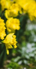黄色花朵的清新水仙花图片