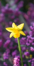 黄色花朵的清新水仙花图片