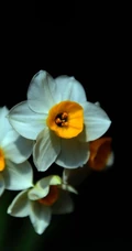 白色花瓣，黄色花蕊的好看水仙花微距摄影图片