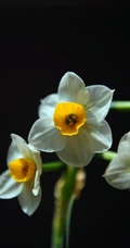 白色花瓣，黄色花蕊的好看水仙花微距摄影图片