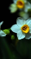 白色花瓣，黄色花蕊的好看水仙花微距摄影图片
