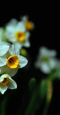 白色花瓣，黄色花蕊的好看水仙花微距摄影图片