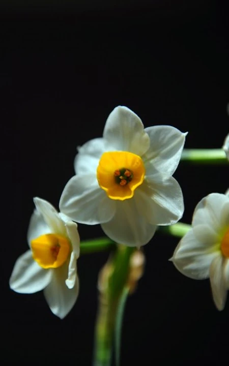 白色花瓣，黄色花蕊的好看水仙花微距摄影图片