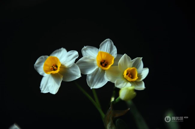 白色花瓣，黄色花蕊的好看水仙花微距摄影图片