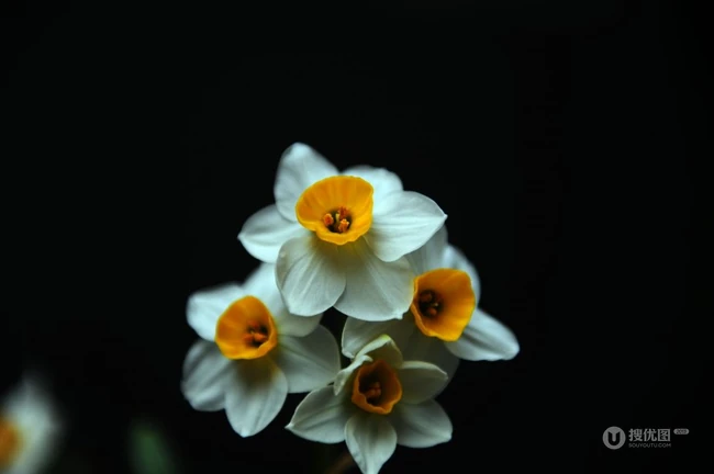 白色花瓣，黄色花蕊的好看水仙花微距摄影图片
