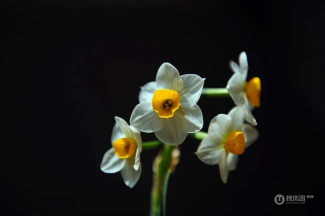 白色花瓣，黄色花蕊的好看水仙花微距摄影图片