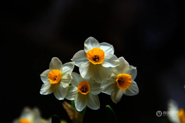 白色花瓣，黄色花蕊的好看水仙花微距摄影图片