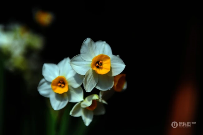 白色花瓣，黄色花蕊的好看水仙花微距摄影图片
