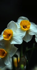 白色花瓣，黄色花蕊的好看水仙花微距摄影图片