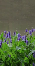 生长在河边或湿地的野外梭鱼草图片