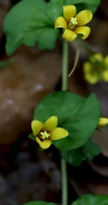 生于疏林下的小花朵草本植物光叶巴东过路黄图片