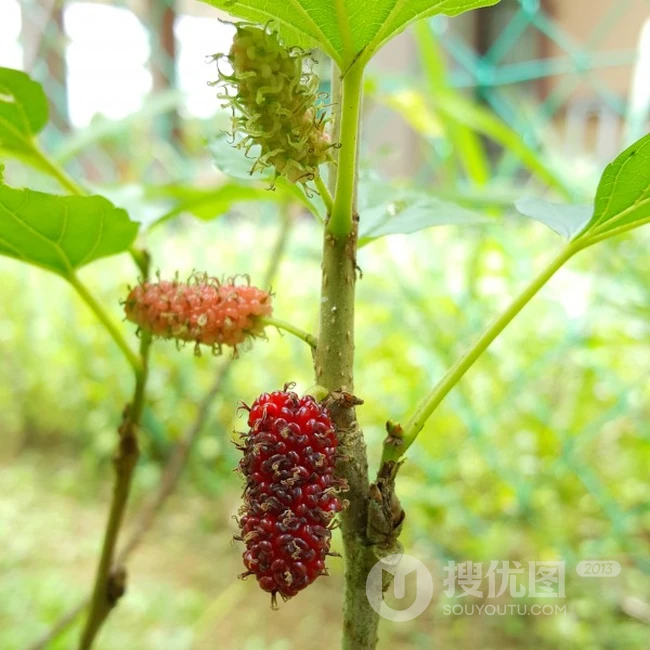 树枝上长着的成熟新鲜桑葚图片 第2张