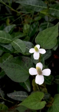 野外正开着小白花朵的鱼腥草图片
