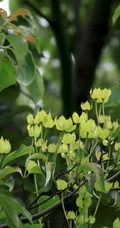 枝叶繁茂的香港四照花，叶，果，枝图片