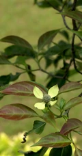 枝叶繁茂的香港四照花，叶，果，枝图片