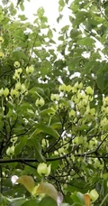 枝叶繁茂的香港四照花，叶，果，枝图片