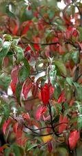 枝叶繁茂的香港四照花，叶，果，枝图片
