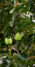 枝叶繁茂的香港四照花，叶，果，枝图片