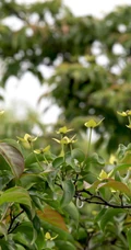 枝叶繁茂的香港四照花，叶，果，枝图片