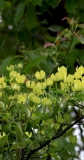 枝叶繁茂的香港四照花，叶，果，枝图片