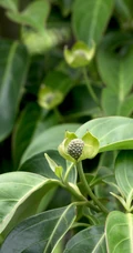 枝叶繁茂的香港四照花，叶，果，枝图片