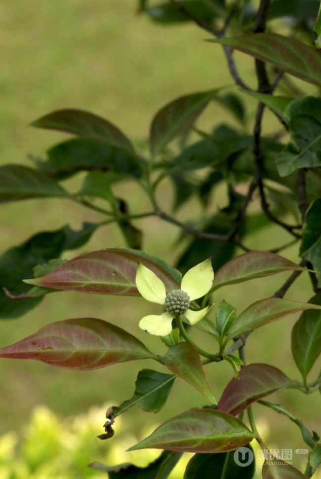 枝叶繁茂的香港四照花，叶，果，枝图片
