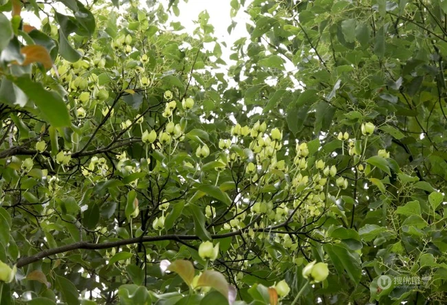 枝叶繁茂的香港四照花，叶，果，枝图片