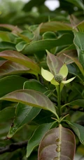 枝叶繁茂的香港四照花，叶，果，枝图片