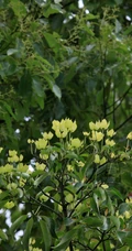 枝叶繁茂的香港四照花，叶，果，枝图片
