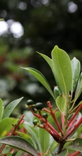 樟科植物红楠图片，以根皮入药的红楠原来长什么样子图片