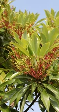 樟科植物红楠图片，以根皮入药的红楠原来长什么样子图片