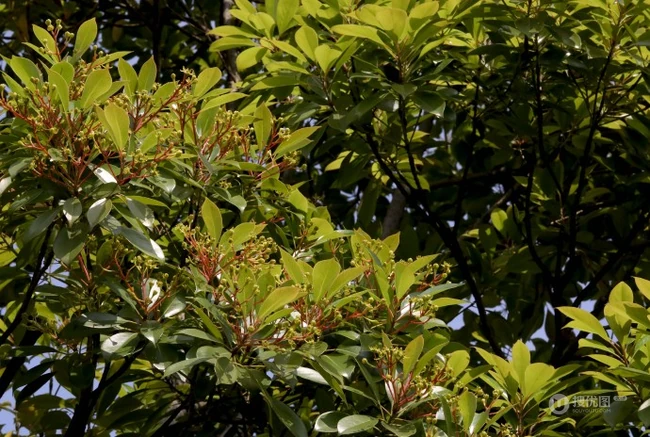 樟科植物红楠图片，以根皮入药的红楠原来长什么样子图片