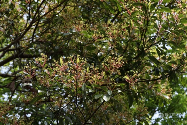 樟科植物红楠图片，以根皮入药的红楠原来长什么样子图片