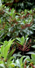 樟科植物红楠图片，以根皮入药的红楠原来长什么样子图片