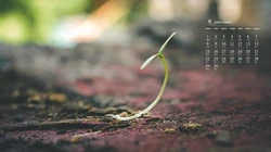 刚冒出土的植物嫩芽，2020年6月绿色护眼植物系日历壁纸图片