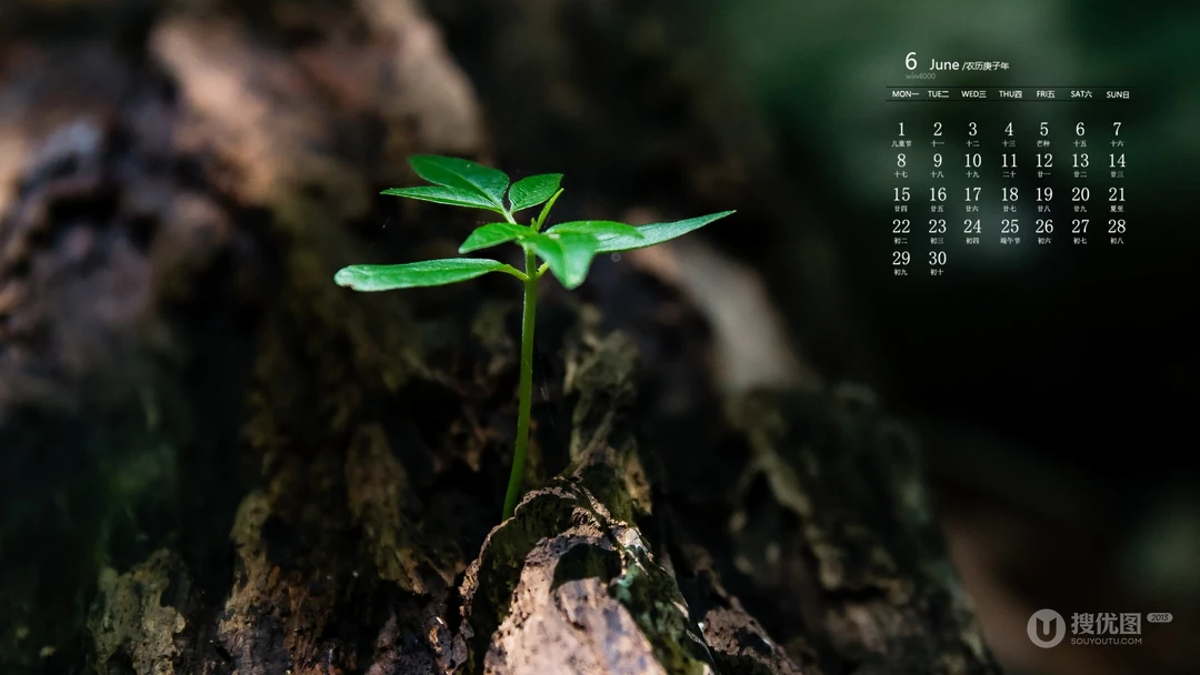 刚冒出土的植物嫩芽，2020年6月绿色护眼植物系日历壁纸图片