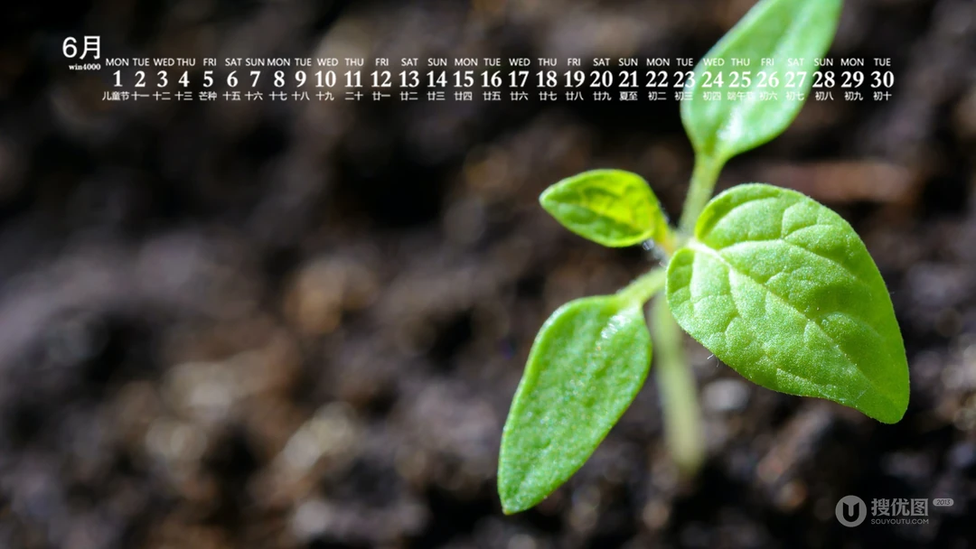 刚冒出土的植物嫩芽，2020年6月绿色护眼植物系日历壁纸图片