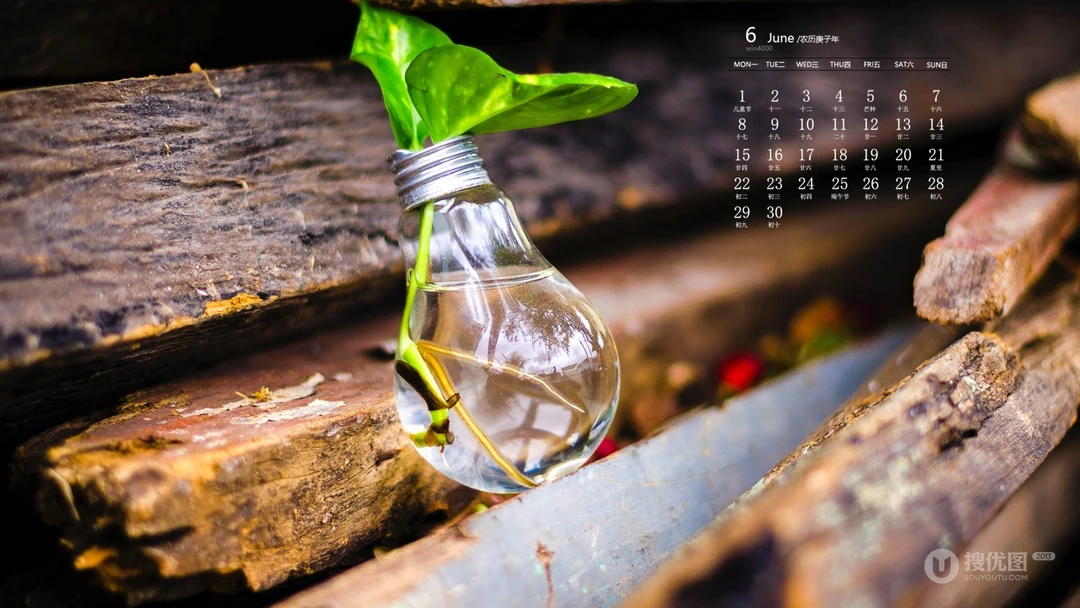刚冒出土的植物嫩芽，2020年6月绿色护眼植物系日历壁纸图片