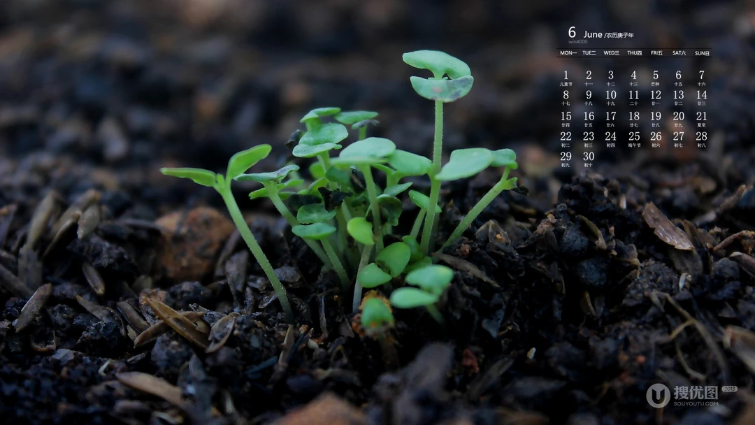 刚冒出土的植物嫩芽，2020年6月绿色护眼植物系日历壁纸图片