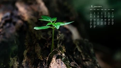 刚冒出土的植物嫩芽，2020年6月绿色护眼植物系日历壁纸图片