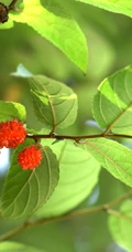 生于山坡灌丛或次生杂木林中的藤构，藤构果实图片