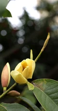 花开正好的乐昌含笑花朵，果实唯美图片