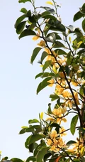 花开正好的乐昌含笑花朵，果实唯美图片