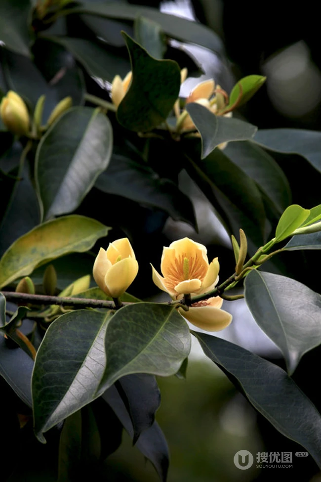 花开正好的乐昌含笑花朵，果实唯美图片