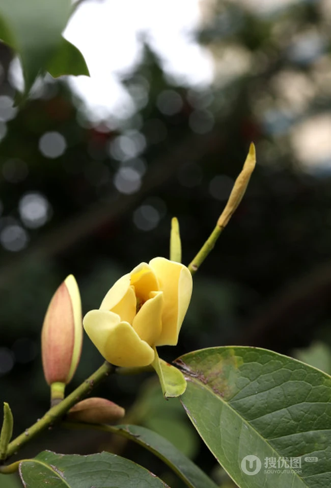 花开正好的乐昌含笑花朵，果实唯美图片