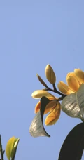 花开正好的乐昌含笑花朵，果实唯美图片