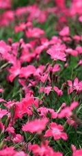 花朵小巧可爱的欧石竹图片