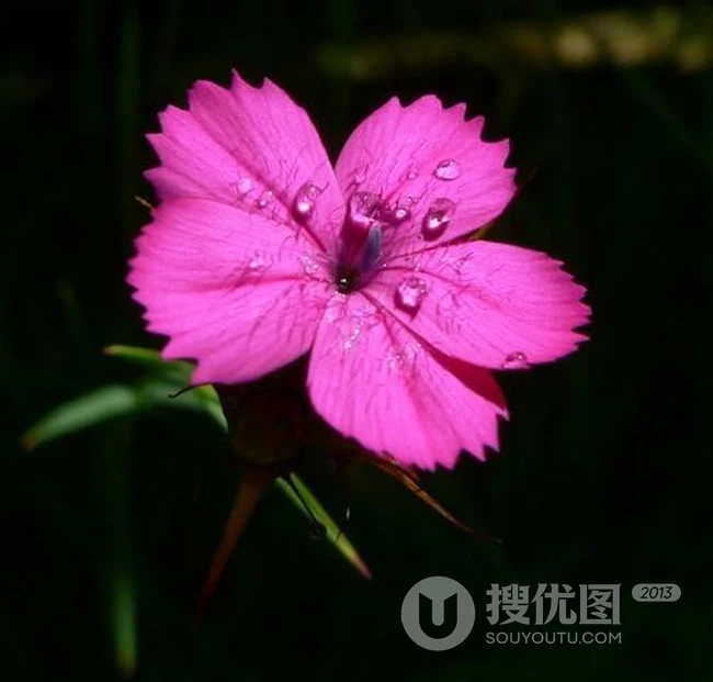花朵小巧可爱的欧石竹图片