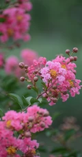 紫薇，花开6到9月的&ldquo;百日红&rdquo;紫薇花唯美摄影图片