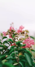 紫薇，花开6到9月的&ldquo;百日红&rdquo;紫薇花唯美摄影图片